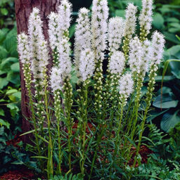 Лиатрис колосковидный белый (Spicata Alba) 10шт