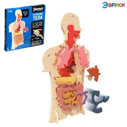 Набор для опытов Строение тела, 24 элемента