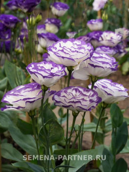 Эустома срезочная махровая голубая пикоти Мадам Шеро - Партнер фото 5