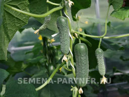 Огурец партенокарпический Шторм - Партнер фото 3