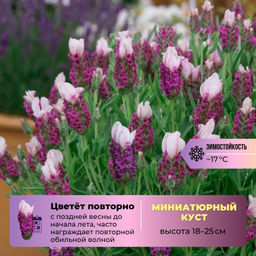 Лаванда испанская Пинк
