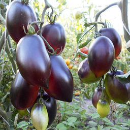 7148T Томат Паскаль из Пикардии 5шт