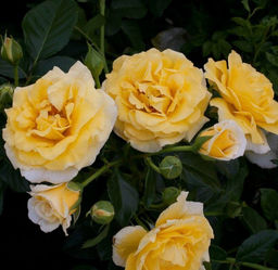 Роза плетистая Казино