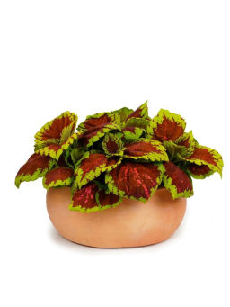 Колеус шлемниковидный крупнолистный Биг Бэн Салмон Пинк - Партнер фото 3