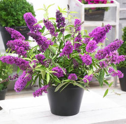 Буддлея Давида Тутти Фрутти