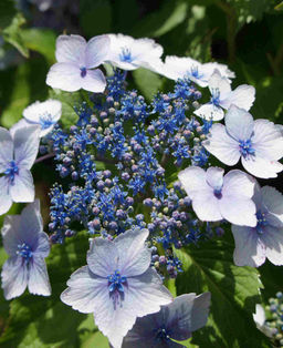 Гортензия крупнолистная Blue Wave (Блю Вейв) - Голландские луковицы фото 4