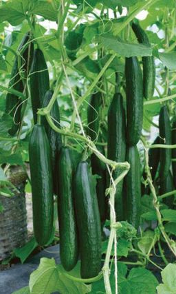 Огурец КАТЯ F1  Улучшенный Торнадо! До 40 кг сладких, ароматных огурчиков с метра!