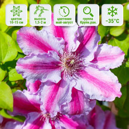 Клематис Тюдор - Долина роз фото 6