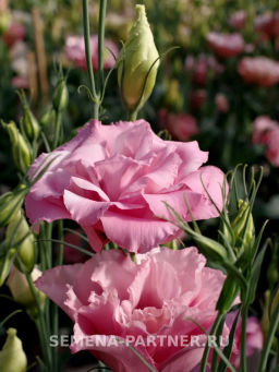 Эустома срезочная махровая розовая Мадам Джейн - Партнер фото 4