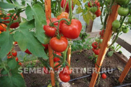 Томат Андромеда - Партнер фото 3