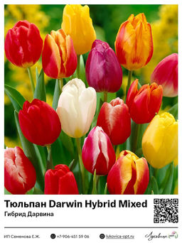 Тюльпан Darwin Hybrid Mixed (Гибрид Дарвина)
