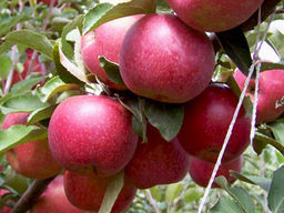 Яблоня Прикубанская