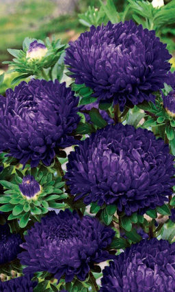 Астра КОРОЛЕВА В ФИОЛЕТОВОМ