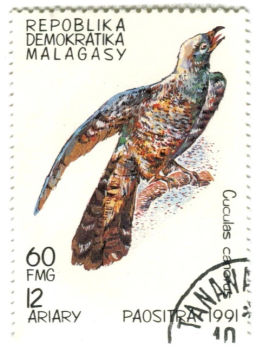 Марка Кукушка обыкновенная 1991 год Мадагаскар