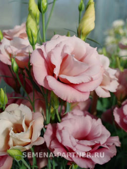 Эустома срезочная махровая абрикосовая Мадам Шанталь - Партнер фото 4