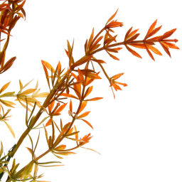 Цена за 4 шт. Искусственные цветы "Волшебство трав" 38см Аспарагус желтый