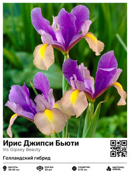 Ирис Джипси Бьюти (Голландский гибрид)