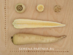 Морковь Вайт Сатин - Партнер фото 4