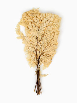 Сухоцвет Папоротник МИКС, 10 шт в упаковке