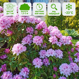 Рододендрон Чир