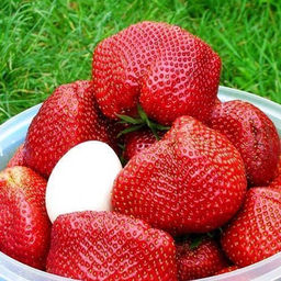 Клубника Цунаки