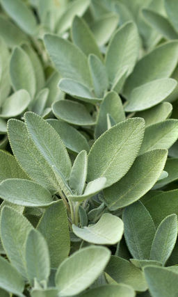 Шалфей КЛАДЕЗЬ ЗДОРОВЬЯ  Источник крепкого здоровья и долголетия! Отлично украсит сад и подоконник!