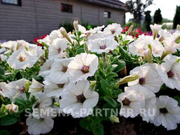 Петуния Мон Амур Виржини прямостоячая белая с глазком - Партнер фото 6