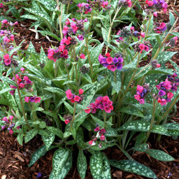 Медуница Raspberry Splash (Гибридная) - Голландские луковицы фото 2