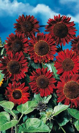 Подсолнечник МАЛИНОВАЯ КОРОЛЕВА Бархатные гиганты для изгороди!