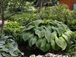 Хоста Т Рекс - Долина роз фото 2