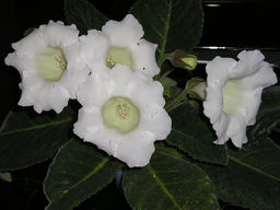 Глоксиния Mont Blanc (Монт Бланк)