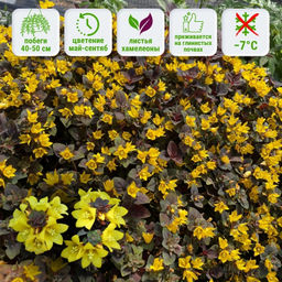 Вербейник скученноцветковый Персиан Шоколад