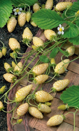 Земляника ЗОЛОТО АЛЬП Ремонтантная! Золотой деликатес для оригинальных десертов! Сногсшибательный вкус!