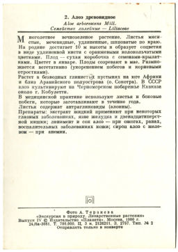 Открытка Алое древовидное