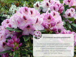 Рододендрон Lugano (Лугано) - Долина роз фото 10