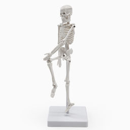 Анатомическая модель «Макет скелета взрослого человека», 22 см