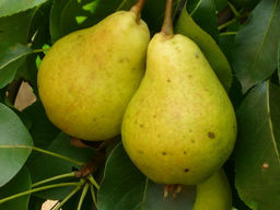 Груша Дюшес летник