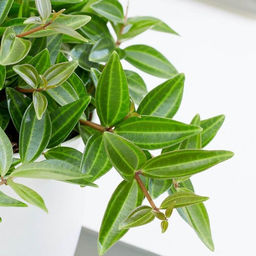 Пеперомия Ангулата горшок 0,3 л