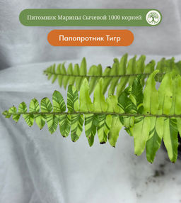 Папоротник Тигр
