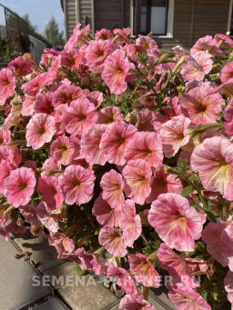 Петуния Лулу Коктейль каскадная нежно-розовая - Партнер фото 7