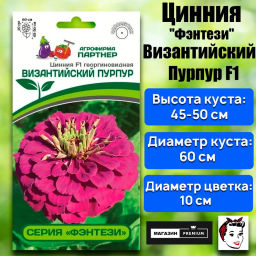 Цинния георгиновидная Фэнтези Византийский Пурпур - Партнер фото 2