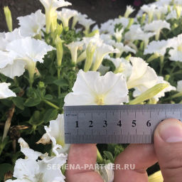Петуния МиМи Лучиана каскадная белая - Партнер фото 6