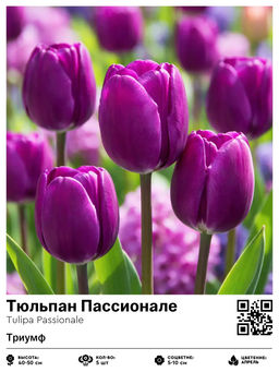 Тюльпан Passionale (Триумф) - Голландские луковицы фото 2