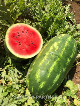 Арбуз Байсан - Партнер фото 2