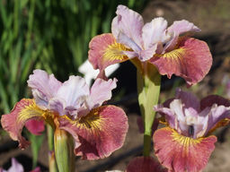 Ирис Sugar Rush (Шуга Раш)