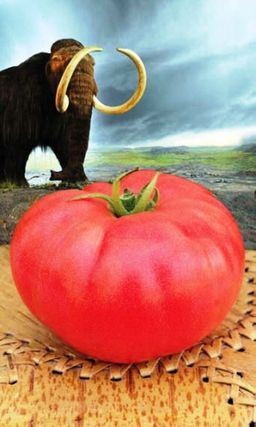 Томат МАМОНТ  Немыслимо урожайный! Крупноплодный! Потрясающе вкусный! Малосемянный!