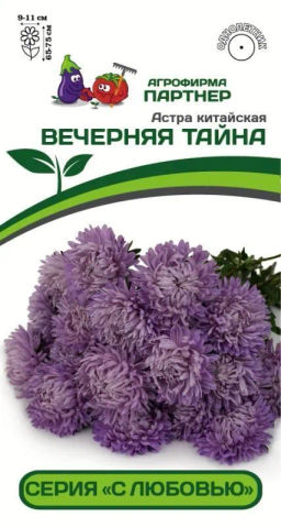 Астра китайская Вечерняя Тайна