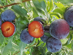 Слива Анжелина - Долина роз фото 3