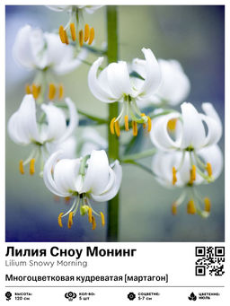 Лилия Сноу Монинг (Многоцветковая кудреватая мартагон)