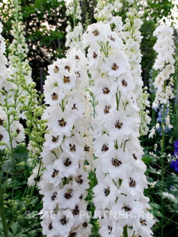 Дельфиниум Блэк Айт Энжелс - Партнер фото 6